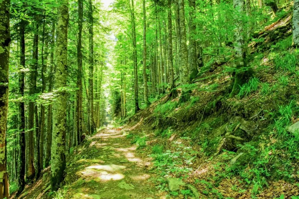 Sylvothérapie : le bain de forêt pour décompresser vraiment