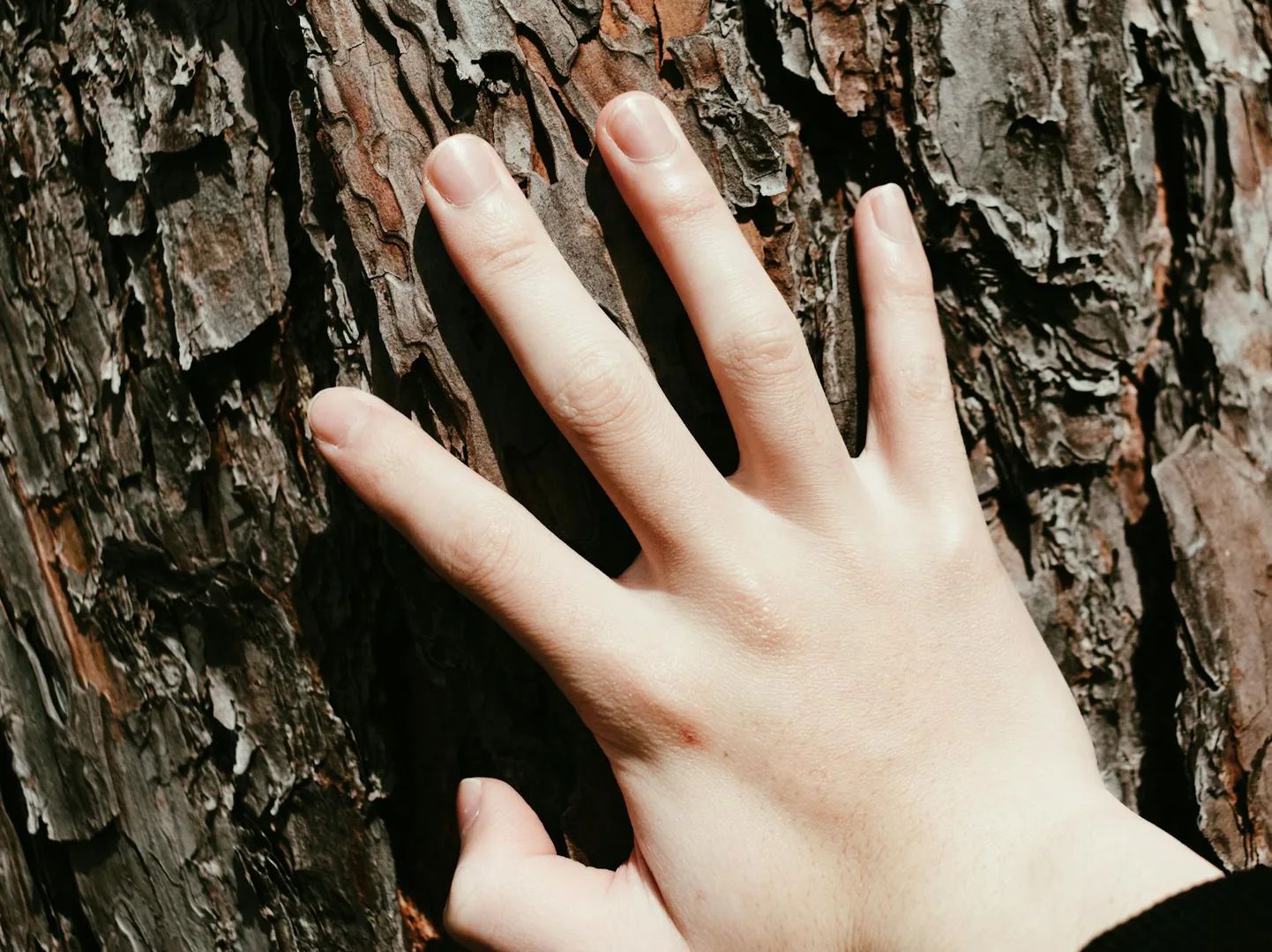 Sylvothérapie : le bain de forêt pour décompresser vraiment