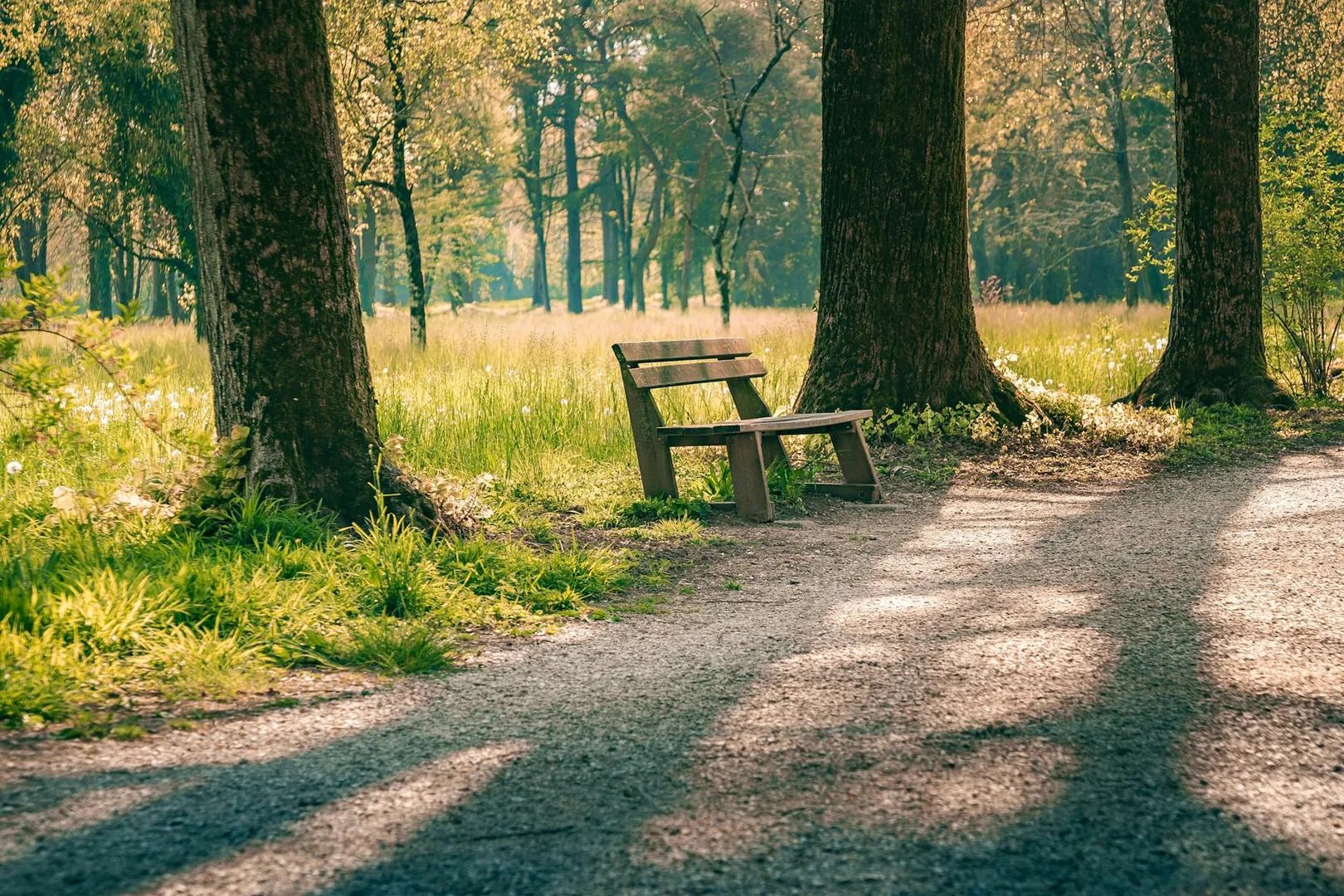 Sylvothérapie : le bain de forêt pour décompresser vraiment